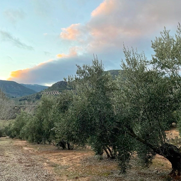 olivar