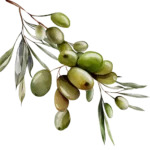 10 Beneficios del Aceite de Oliva