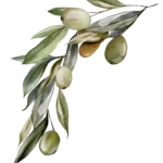 EL Batan Variedad Picual